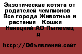  Экзотические котята от родителей чемпионов - Все города Животные и растения » Кошки   . Ненецкий АО,Пылемец д.